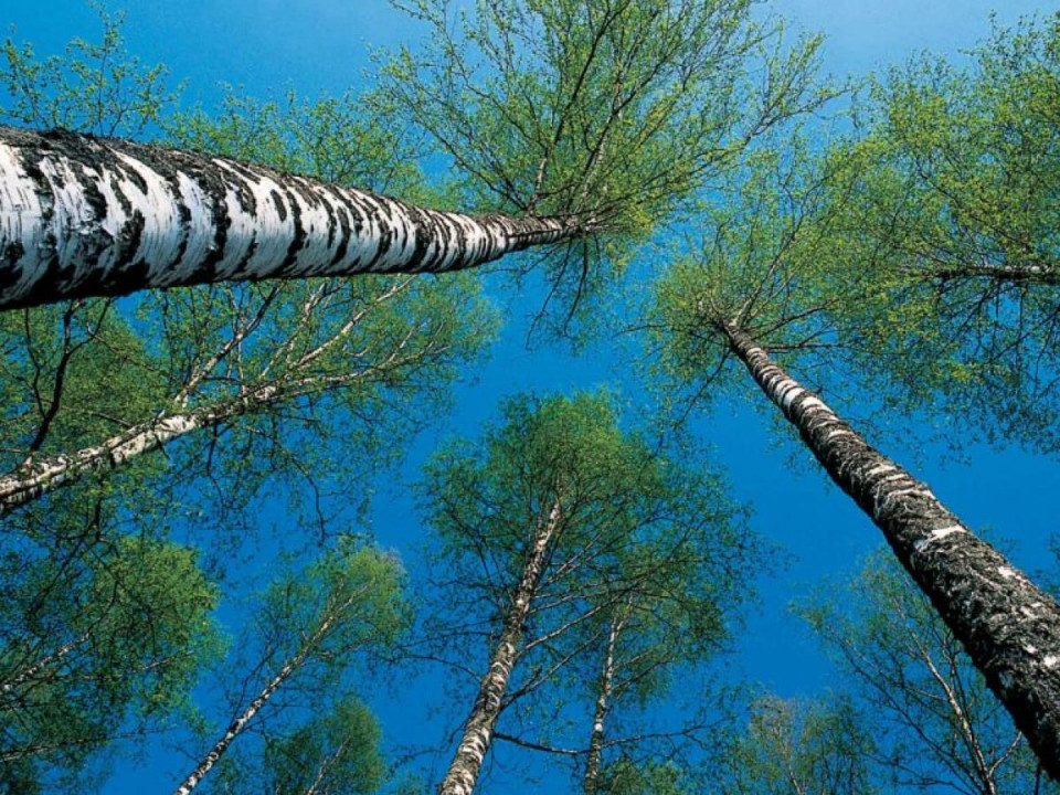 Metsänomistajien pääsihteeri lobbaa vääriä mielikuvia vastaan