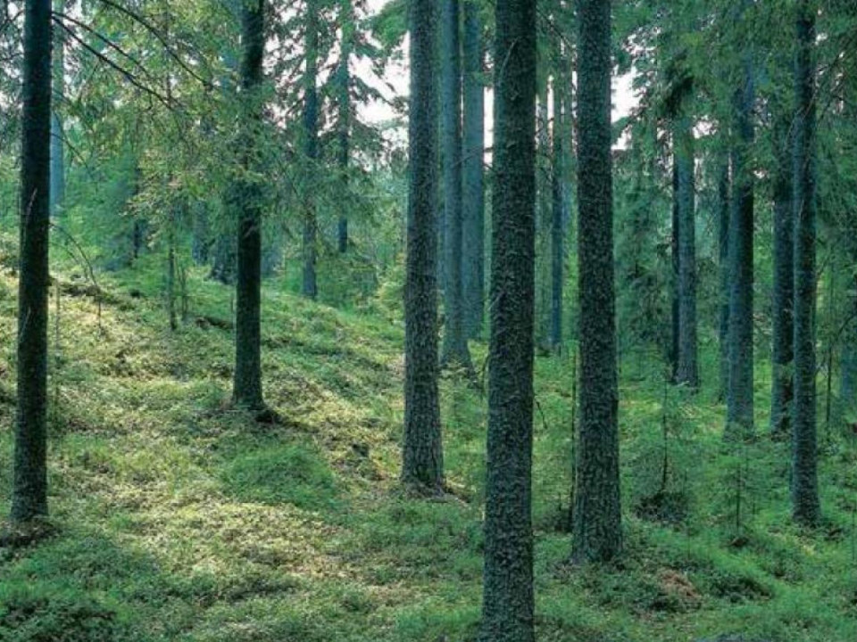 Päättäjillä heikko metsätietämys